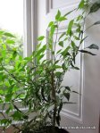 The incredible 3 year old chilli plant